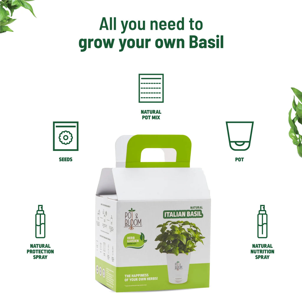 Buy Fresh Italian Basil Herb Plant Kit Online Pot and Bloom