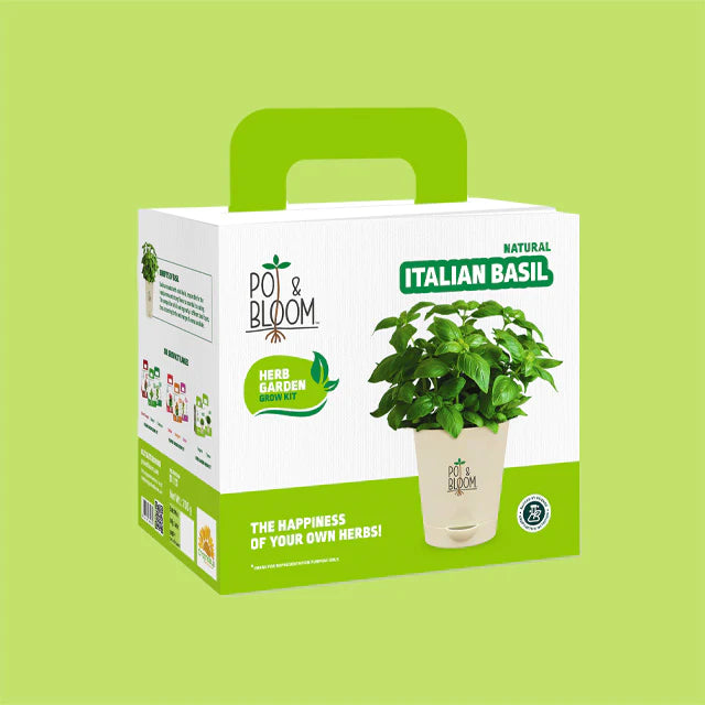 Buy Fresh Italian Basil Herb Plant Kit Online Pot and Bloom