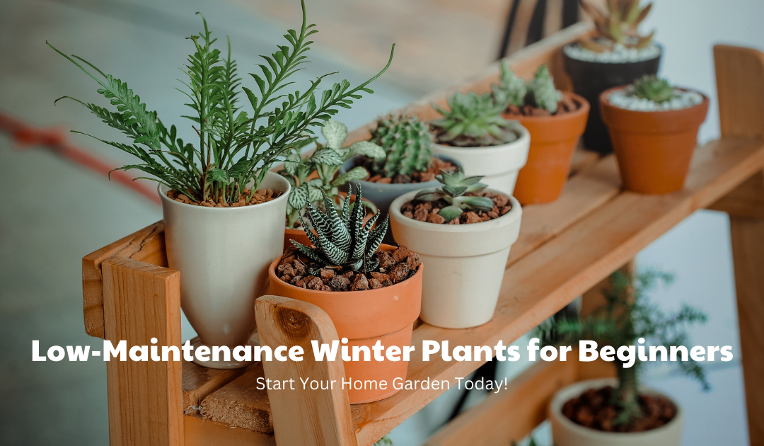 Low-Maintenance Winter Plants for Beginners: Start Your Home Garden Today