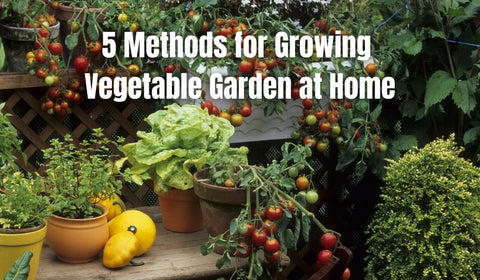 5 Methods for Growing a Vegetable Garden at Home