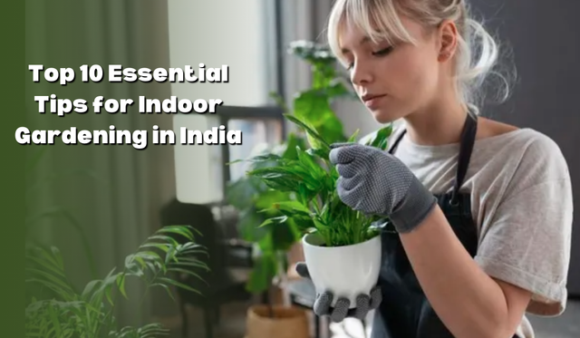 Top 10 Essential Tips for Indoor Gardening in India – Pot and Bloom