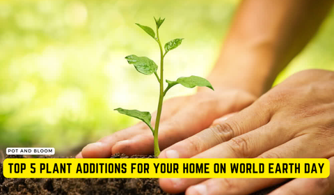 Top 5 Plant Additions for Your Home on World Earth Day