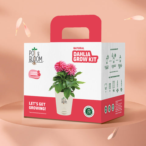 Dahlia Grow Kit (Medium)