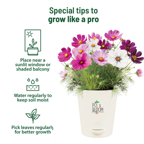 Cosmos Grow Kit (Medium)