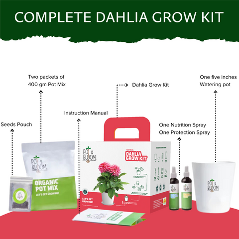 Dahlia Grow Kit (Medium)