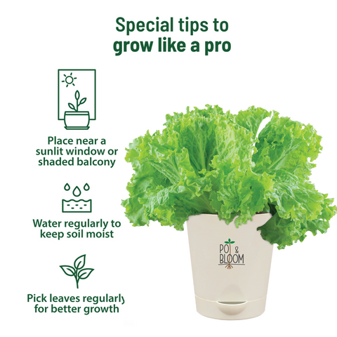 Lettuce Grow Kit