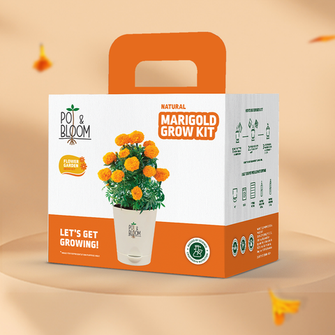 Marigold Grow Kit (Medium)