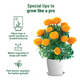 Marigold Grow Kit (Medium)