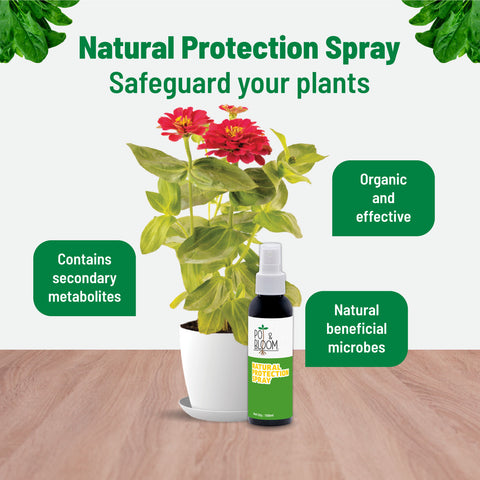 Nutrition Spray + Protection Spray + Mealy Bug 100 ml