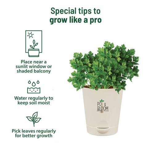 Parsley Grow Kit