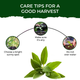 Sage Grow Kit