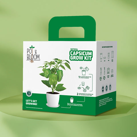 Capsicum Grow Kit