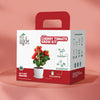 Cherry Tomato Grow Kit