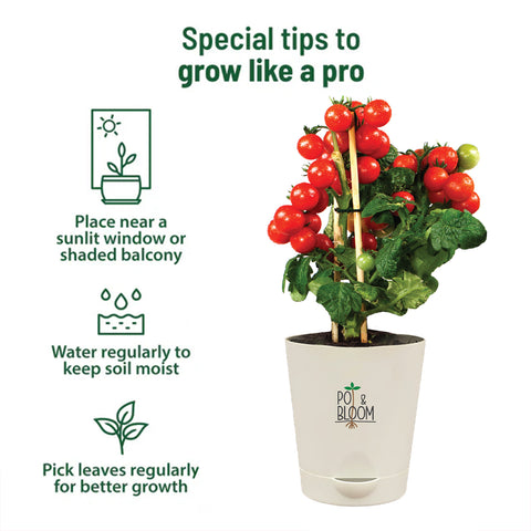 Cherry Tomato Grow Kit (Big)