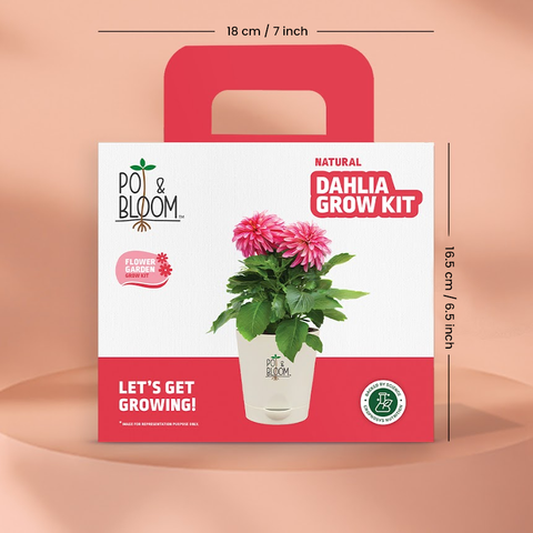 Dahlia Grow Kit (Medium)