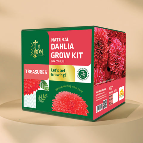 Treasures Dahlia Grow Kit