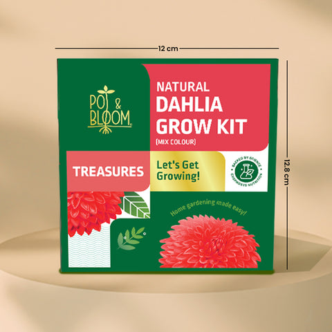 Treasures Dahlia Grow Kit