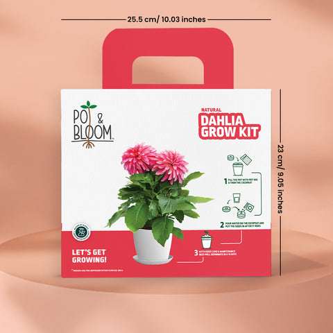 Dahlia Grow Kit