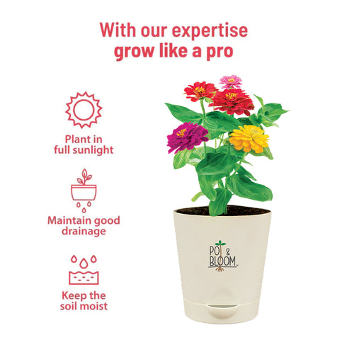 Zinnia Grow Kit  (Medium)