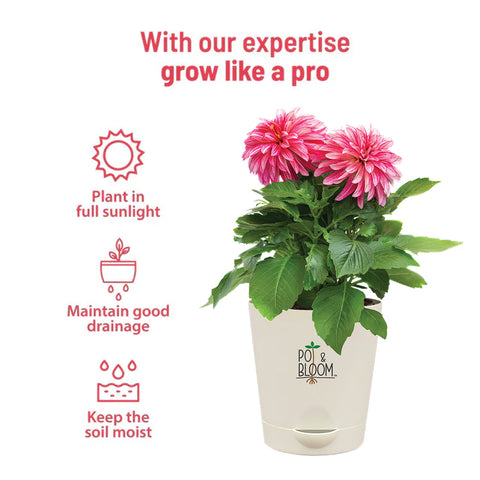 Dahlia Grow Kit (Medium)