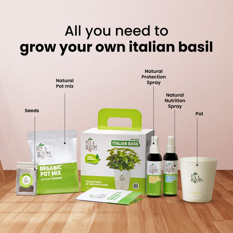 Italian Basil Kit