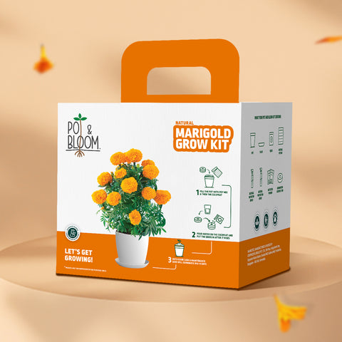 Marigold Grow Kit (Big)