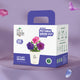 Petunia Grow Kit