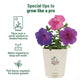 Petunia Grow Kit