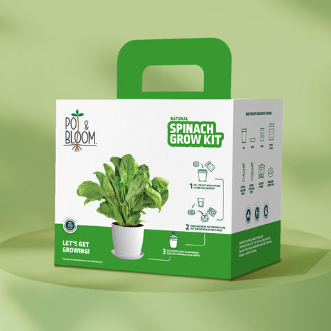 Spinach Grow Kit (Big)