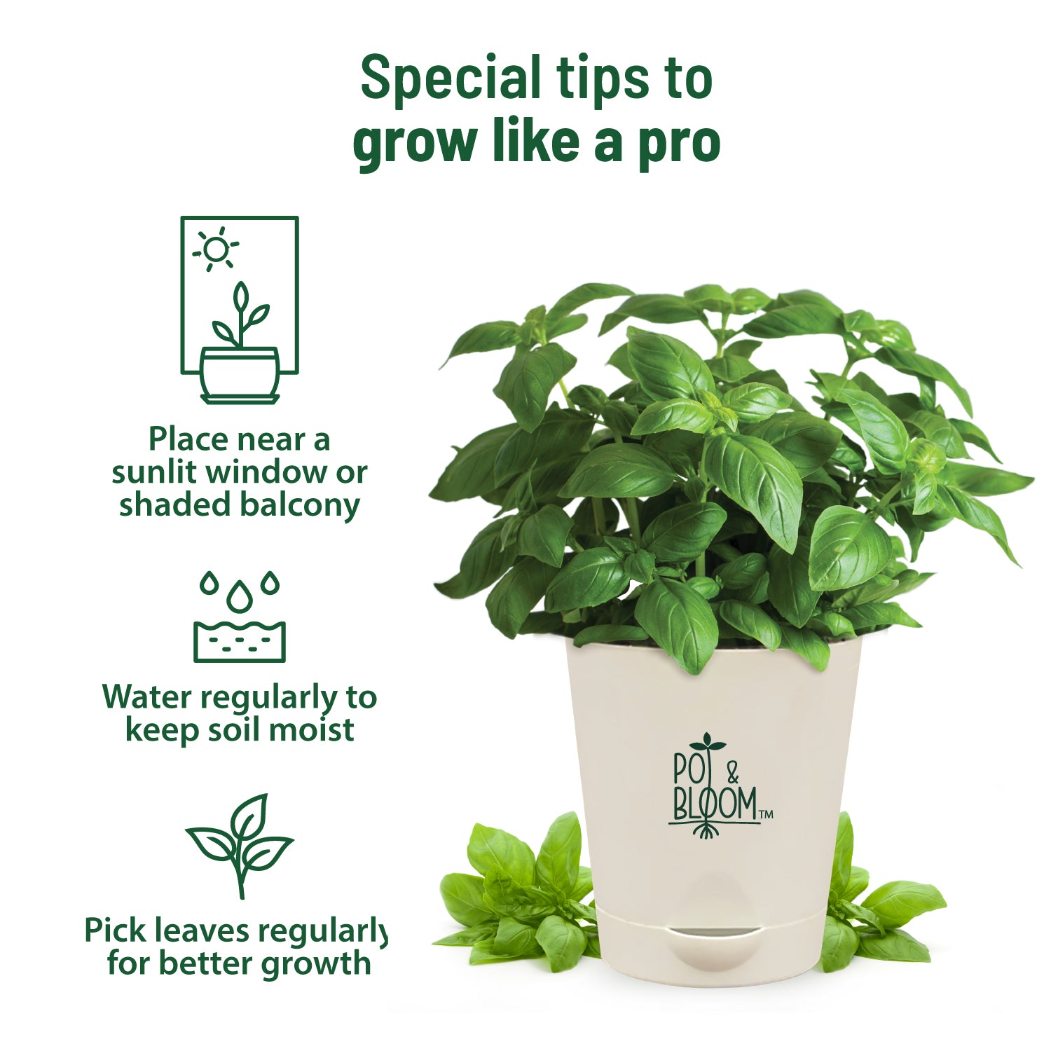 Buy Fresh Italian Basil Herb Plant Kit Online Pot and Bloom